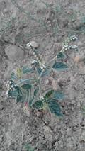 Heliotropium europaeum